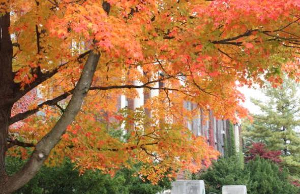 校园里树叶变色的风景.